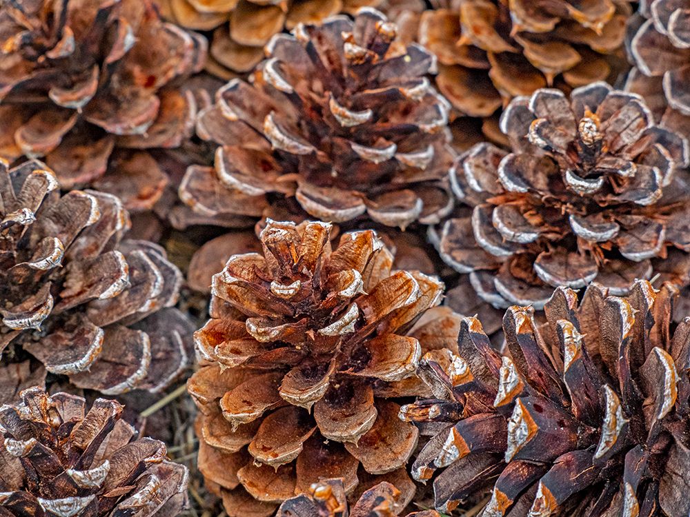 USA-Washington State-Table Mountain eastern Cascade Mountains Ponderosa Pine cones